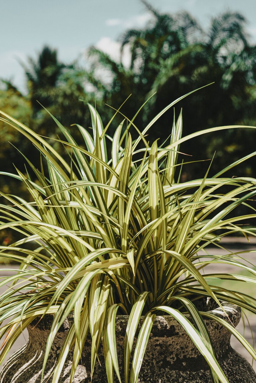 De mooiste planten voor een onderhoudsarme tuin