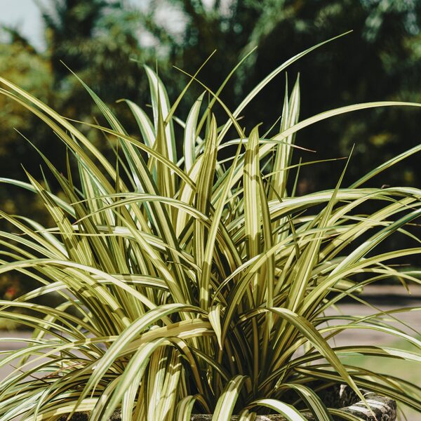 De mooiste planten voor een onderhoudsarme tuin