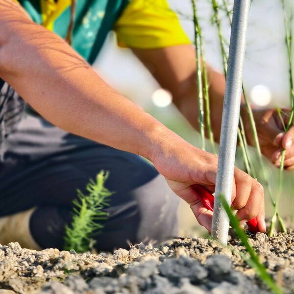 Duurzaam tuinieren: tips voor een groenere tuin