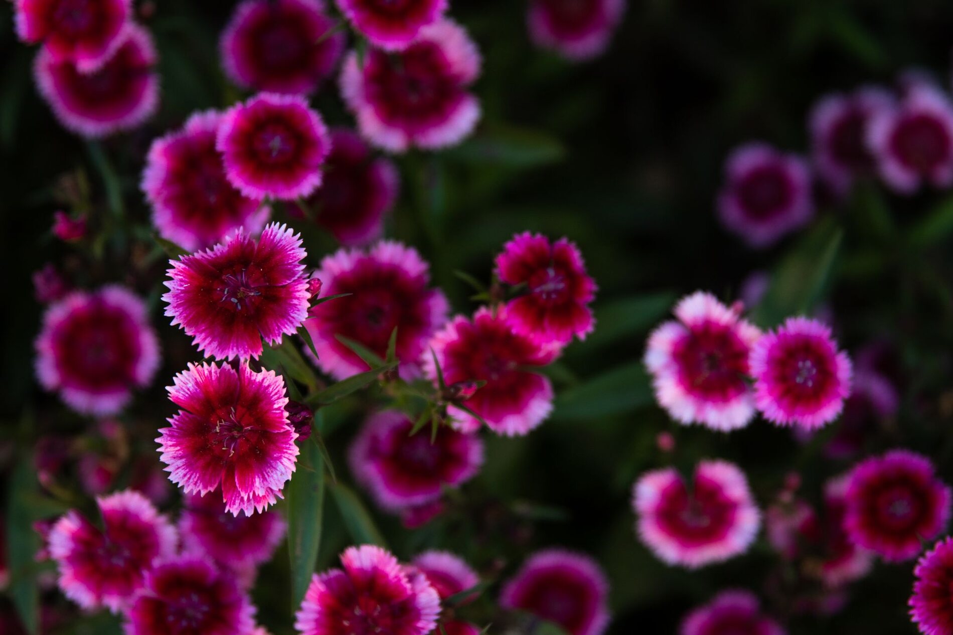 Beplanting & borders