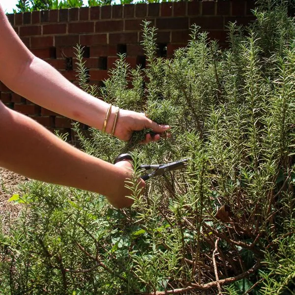 Onderhoud & beplanting — foto 8