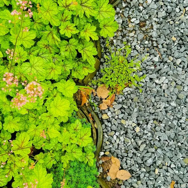 Onderhoud & beplanting — foto 9