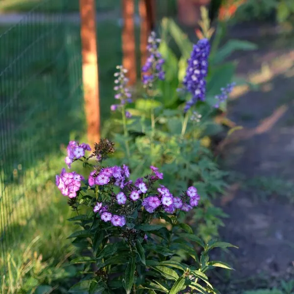 Onderhoud & beplanting — foto 1