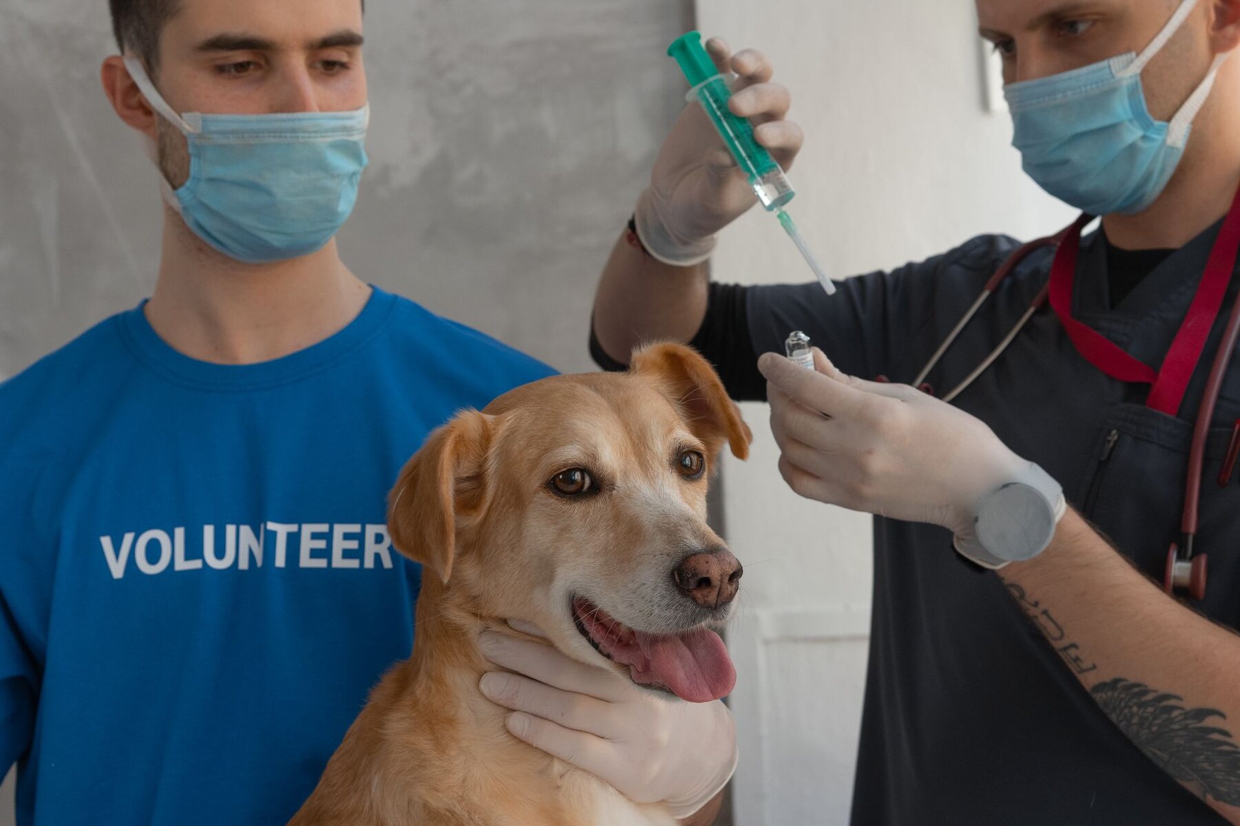 Het vaccinatieschema voor pup en kitten: wat je moet weten