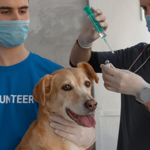 Het vaccinatieschema voor pup en kitten: wat je moet weten