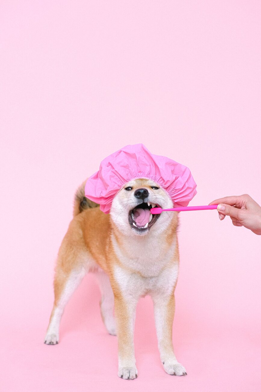 Gezonde tanden: zo verzorg je het gebit van je hond of kat