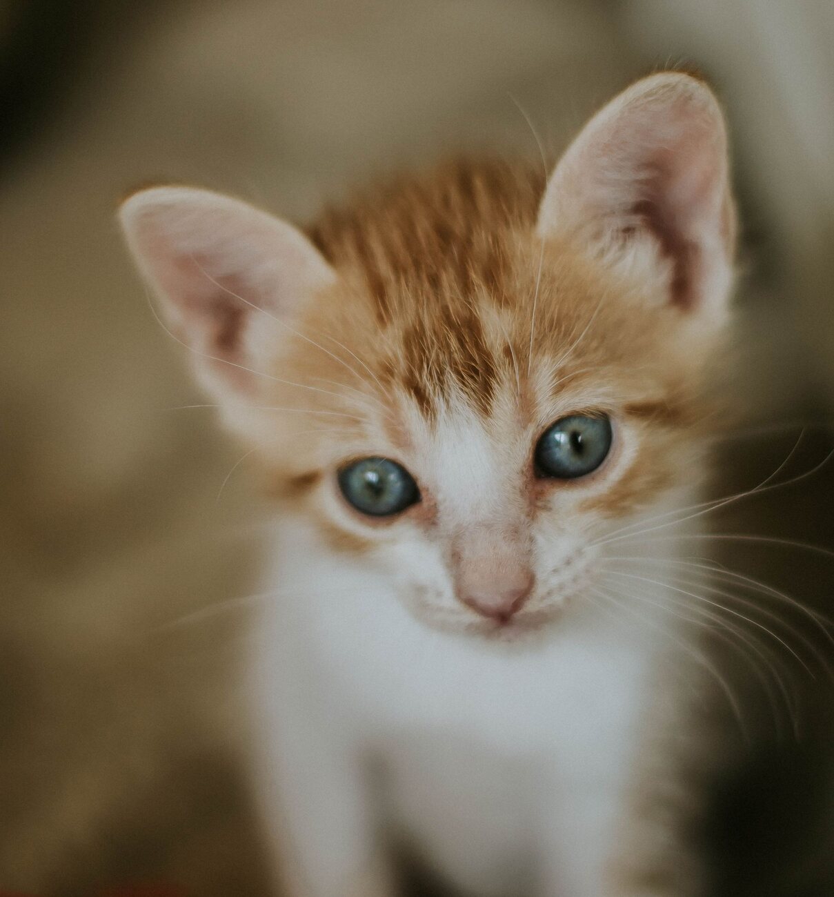 Een kitten of pup in huis: een goede start