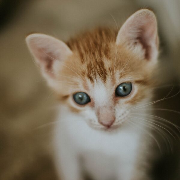 Een kitten of pup in huis: een goede start