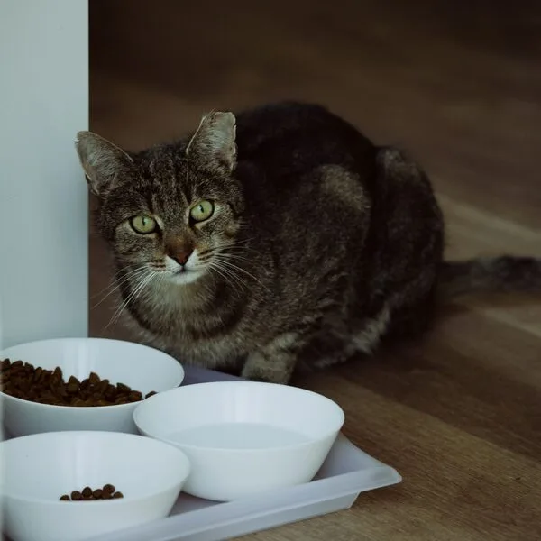 De Linde Select Kitten Brokken