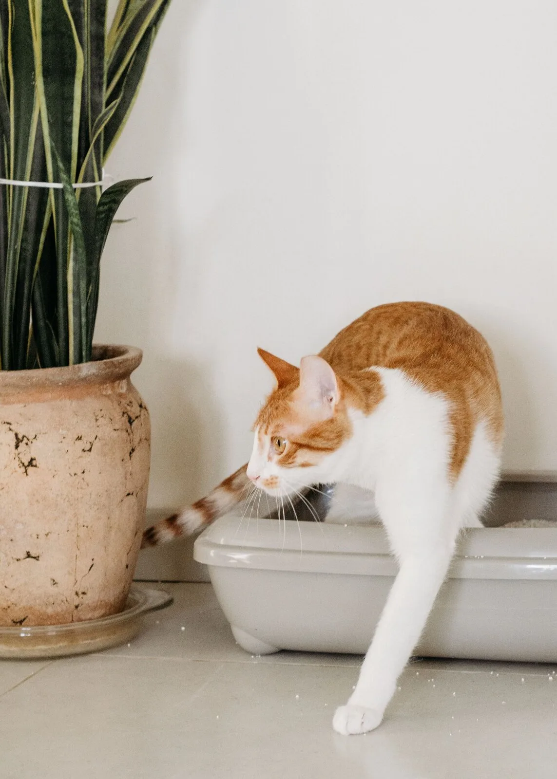 VitaPet Klontvormende Kattenbakvulling