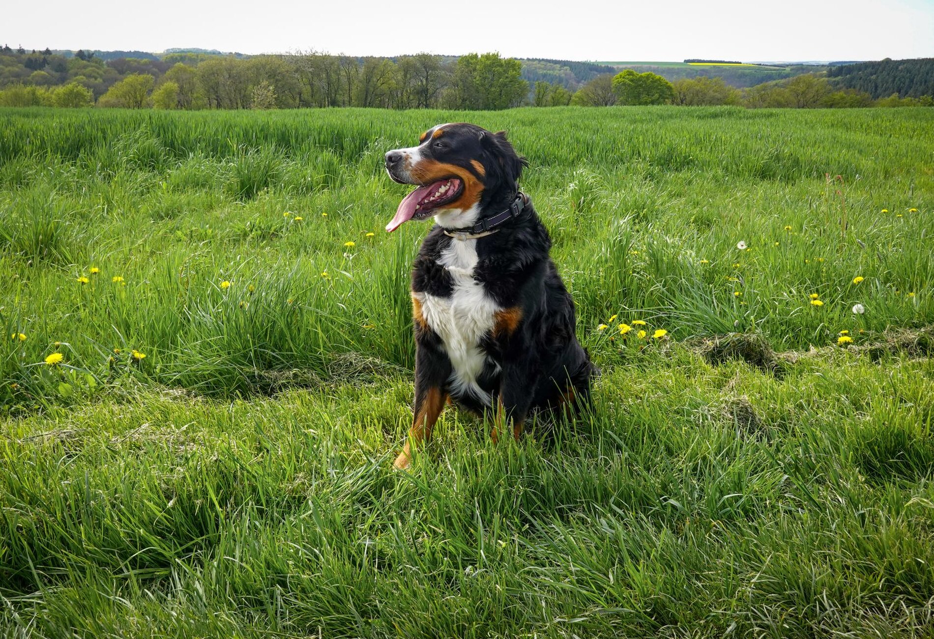 Even kennismaken met onze Berners