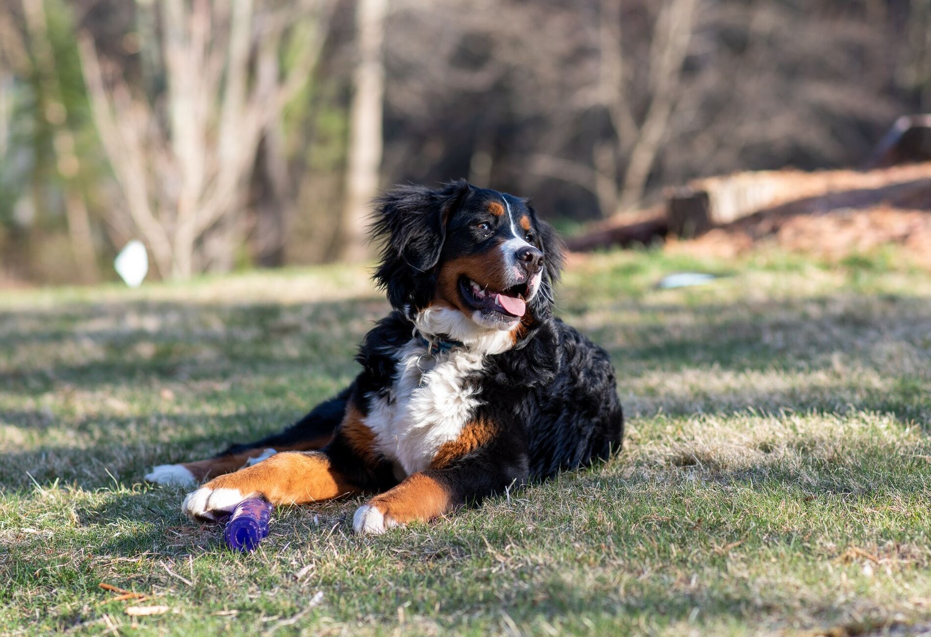 Onze pups groeien op middenin het leven