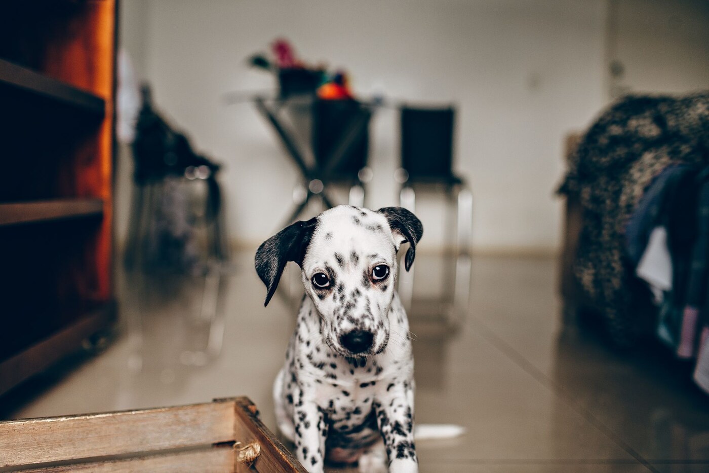 Een pup in huis: zo bereid je je voor op de komst van je Berner